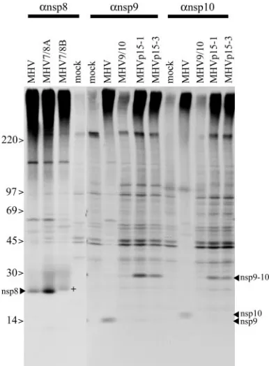 FIG. 6. RNA synthesis in recombinant and wild-type viruses. Cul-tures of cells were infected with wild-type MHV or recombinant vi-
