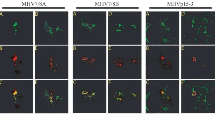 FIG. 7. Immunoﬂuorescence of MHV in cells infected with cleavage mutant virus. Cells were infected with either MHV7/8A, MHV7/8B, orMHVp15-3, ﬁxed and permeabilized with MeOH, and then dually stained with antibody speciﬁc for nsp8 (MHV7/8A and MHV7/8B) or nsp10
