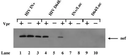 FIG. 4. Vpr increases expression of the Nef protein from IN�integrase-defective HIV deﬁcient in Vpr (HIV INp24 antigen of wild-type or integrase-defective HIV expressing Vpr(HIV IND64E/Vpr(lanes 7 to 10) were included to indicate the speciﬁcity of the anti