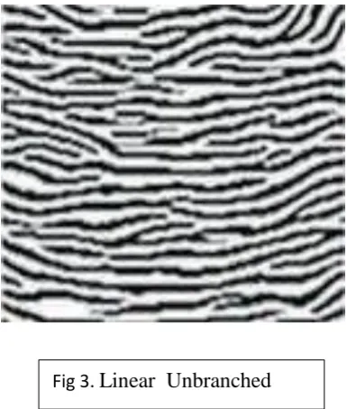 Fig 2. Linear  Branched  