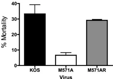 FIG. 9. Mortality rates of mice infected with KOS, M571A, orM571AR. Mortality rates were tabulated during latency experiments.