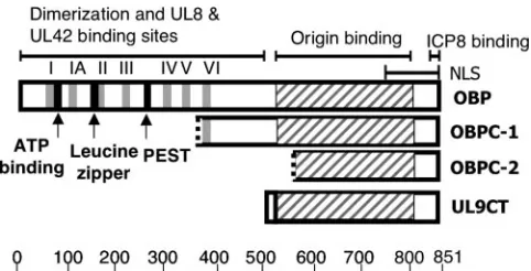 FIG. 1. Diagrams of OBP, OBPC-1, OBPC-2, and UL9CT. TheDNA binding domains of the four proteins are represented by the