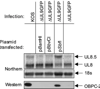FIG. 2. OBPC-2 is expressed from the UL8.5 transcript. Resultsshown are from a Northern blot analysis of total cellular RNA isolated