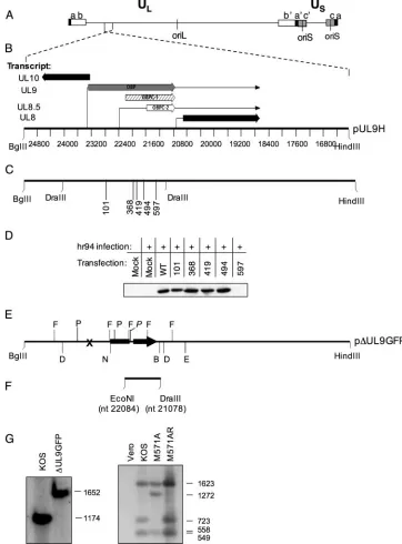 FIG. 3. Construction of mutant plasmids and viruses. (A) Diagram of the HSV-1 genome showing the UL9.5-kb HSV-1 sequences between the BglII and HindIII sites included in the plasmid pUL9H are shown