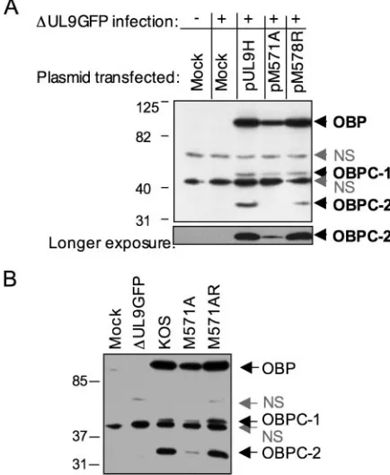 FIG. 5. OBPC-2 binds site I DNA in viral origins. Gel shift analysisof whole-cell extracts of undifferentiated PC12 cells infected with the