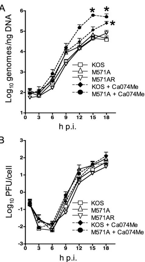 FIG. 6. OBPC-1 and OBPC-2 are required to achieve wild-typelevels of viral DNA synthesis