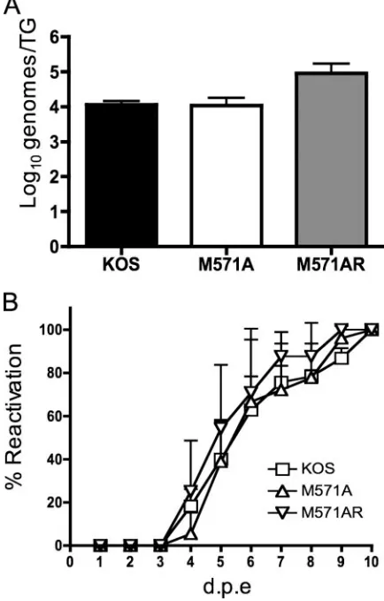 FIG. 8. Establishment and reactivation of KOS, M571A, andM571AR from latency. (A) Genome loads in TG of latently infected