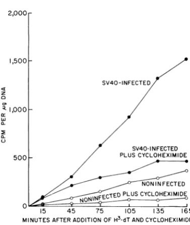 Table 1 contradicts this hypothesis.uninfected cultures of CV-1with :H-dT from 36 to 40 hr