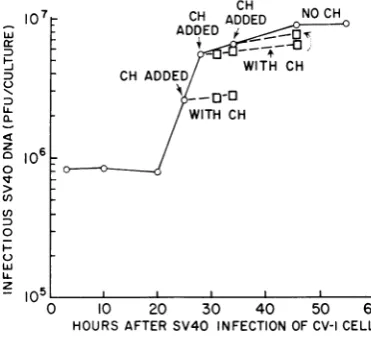 FIG. 6.day-oldtion20atthewere 25, PFU/cell. Effect of cycloheximide (CH) on the forma- of infectious SV40 DNA in CV-1 cultures