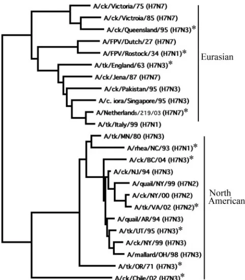 FIG. 1. Phylogenetic relationships among selected avian inﬂuenzaA H7 subtype viruses. The phylogram was generated by the neighbor-