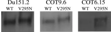 FIG. 1. Amino acid sequence alignment of C2-to-C5 region of gp120s of the three HIV-1 subtype C clones used in this study