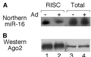 FIG. 2. Reduced efﬁciency of RISC assembly of miR-16 in adeno-virus-infected cells. 293-Ago2 cells were infected with wt900, and S15