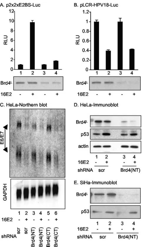 FIG. 6. shRNA knockdown of Brd4 abolishes E2-mediated tran-scriptional activation but does not inhibit E2-mediated transcriptional