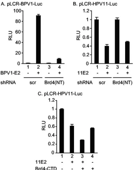 FIG. 7. The transcriptional repression function of HPV11 E2 isindependent of Brd4. (A) The transcriptional activation function of