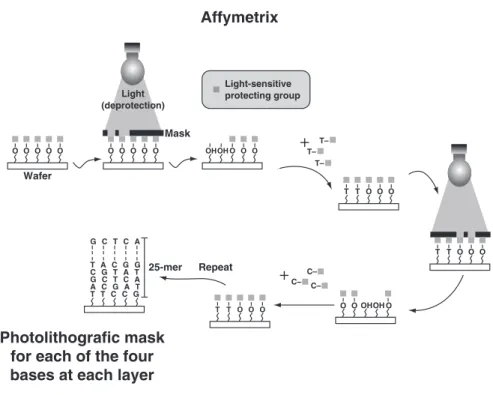 Figure 6. Construction of an Affymetrix chip by light-directed oligonucleotide synthesis
