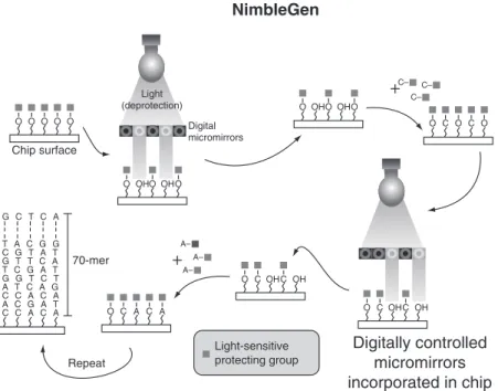 Figure 7. Construction of microarrays using NimbleGen System’s MAS technology. Digital micromirrors reflect a pattern of UV light, which deprotects the nascent oligonucleotide and allows addition of the next base.