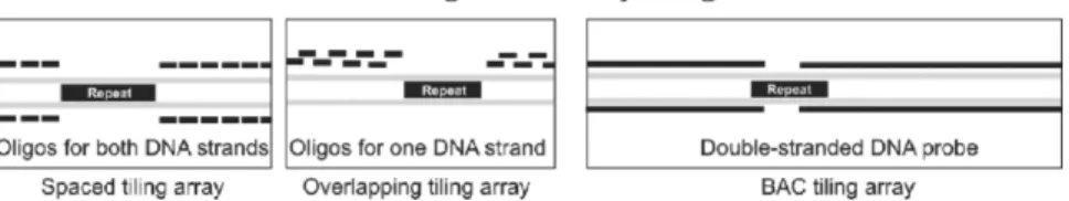 Figure 9. Comparison of different whole-genome array designs. Probes can be overlapping or spaced at regular intervals; comprised by oligonucleotides, PCR products or BAC clones; single- or double-stranded; and designed to interrogate one or both DNA stran