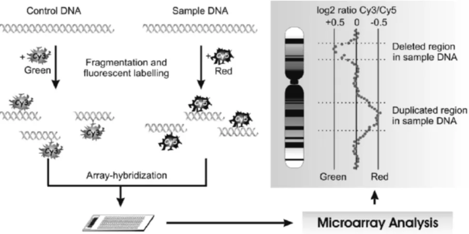 Figure 11. Principles of array comparative genomic hybridization (CGH). Sample and control DNA are fragmented and labeled with fluorescent dyes, combined, and cohybridized to a  microar-ray containing spots of genomic material (tiling armicroar-ray)