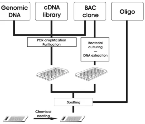 Figure 3. Types of spotted DNA microarrays. PCR reactions are performed in order to amplify the DNA for spotting