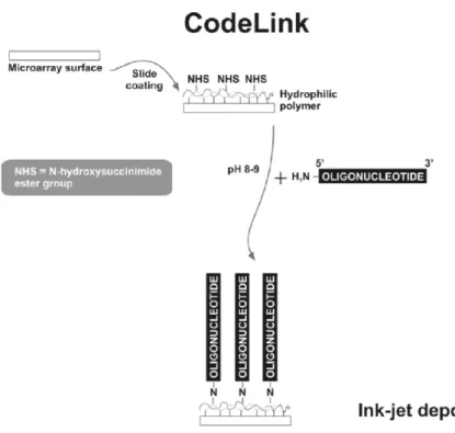 Figure 4. CodeLink bioarray platform. A unique and well characterized 30 mer oligonucleotide for each gene is deposited on a proprietary 3D gel matrix