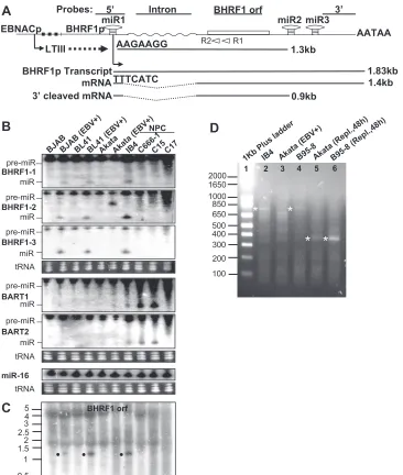 FIG. 1. miR-BHRF1-1, -2, and -3 and an unspliced 1.3-kb BHRF1 RNA are putative Drosha cleavage products from a latency III EBNApromoter transcript intron