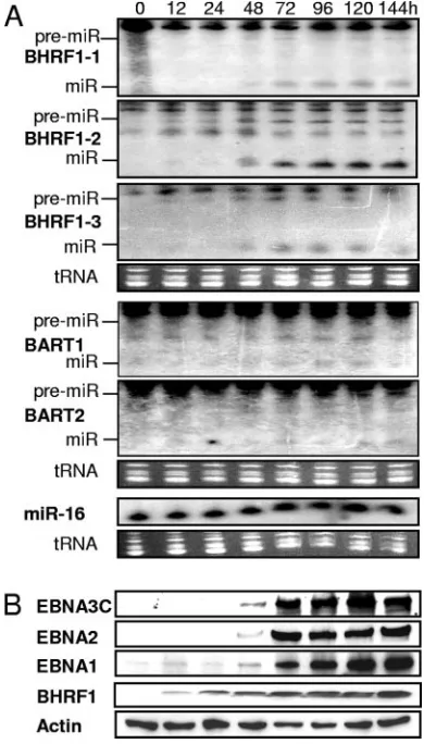 FIG. 2. Induction of EBV replication in latency I-infected Akatacells results in late replication-associated latency III EBNA proteins