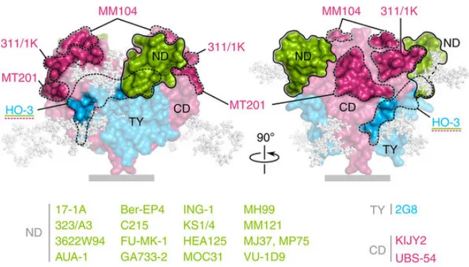Figure 2. Space-fill model of the extracellular domain of cis-dimeric EpCAM labeled with antibodies known to target specific epitopes