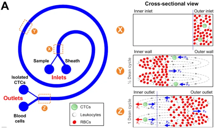 Figure 4. Spiral microfluidic devices isolate CTCs by centrifugal forces Beginning at cross-sectional view X, CTCs are located with WBCs and RBCs