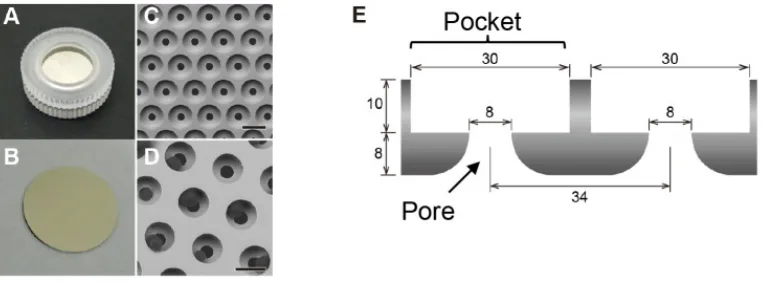 Figure 5. Device utilizing 8 µm pores to filter (isolate) CTCs from blood. The device cassette (A) and filter (B) are shown