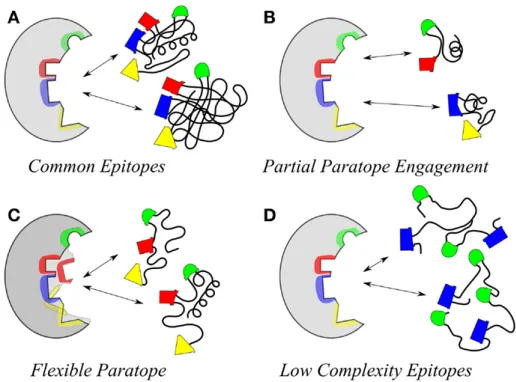 Figure 9. Illustration of conditions that give rise to different specificities between paratope and epitope (left and right in each image, respectively)