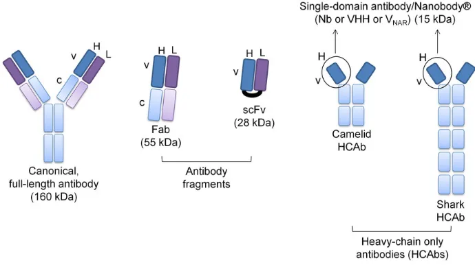 Figure 10: Schematic showing distinguishing features of mAb, Fab, scFV and HCAbs. Heavy chains are shown in blue, light chains in violet