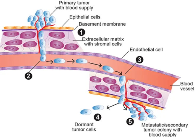 Figure 1. The process of intravasation, circulation, and extravasation. Image taken from Meadows, G.; Zhang, H