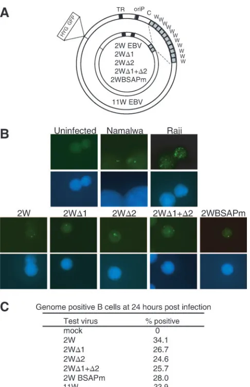 FIG. 2. Delivery of recombinant viral genomes to the nucleus.(A) Schematic representation of the 11W recombinant 2089 and the