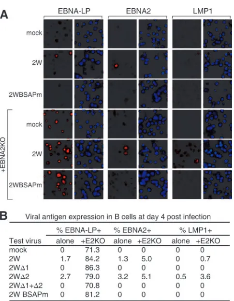 FIG. 4. EBV latent antigen expression in B cells infected with re-combinant viruses. (A) Immunoﬂuorescence staining for EBNA-LP,