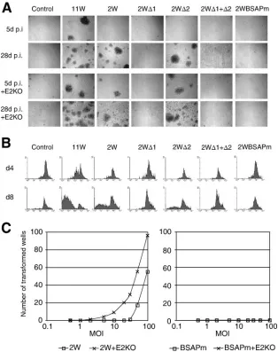 FIG. 5. Transformation efﬁciencies of recombinant viruses. (A) Bright-ﬁeld images of B-cell cultures 5 and 28 days p.i