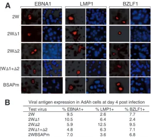 FIG. 6. EBV latent antigen expression in AdAH epithelial cells infected with recombinant viruses by transfer infection