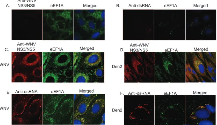 FIG. 5. Colocalization of eEF1A and ﬂavivirus RC in infected BHK cells. BHK cells were mock infected (A and B) or were infected with WNVstrain Eg101 (C and E) or Den 2 strain Bangkok D80-100 (D and F) at an MOI of 0.1