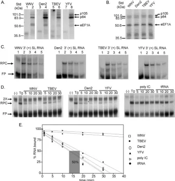 FIG. 7. Comparison of cell proteins binding to the 3�of the following cold competitors: WNV 3cross-linked to the 31, 3, 5, and 7, RNA probes incubated in the absence of cell extracts then digested with RNase; lanes 2, 4, 6, and 8, RNA probes incubated with