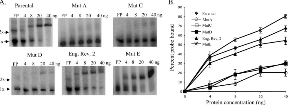 FIG. 3. Comparison of the binding activities of recombinant eEF1A for parental, mutant, and revertant virus 3�percentage ofmobility shift assay done with(�) SL RNA probes