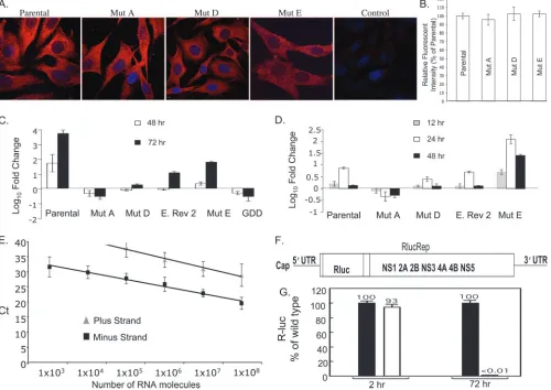 FIG. 4. Effect of mutations in the major eEF1A binding site on the translation and replication efﬁciency of the viral genome RNA