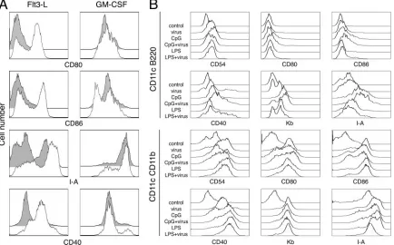 FIG. 1. Dendritic cell activation in response to �column) or GM-CSF (right column) were infected (empty histograms) or not infected (gray histograms) withMethods