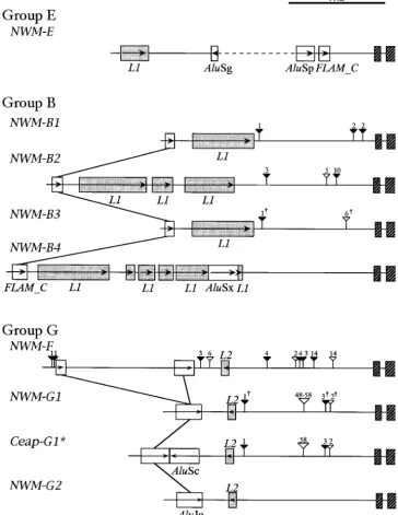 Figure 4.—Nine different con-ﬁgurations ofin the 5class I genes. A dagger above anindel symbol shows that the indelisquences at a given locus