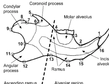 Figure 1.—Anatomical parts of the mandible and land-marks used in this study. The dashed line indicates the bound-ary between the alveolar region and the ascending ramus,which are hypothesized to be the primary developmental mod-ules in the mandible (Kling