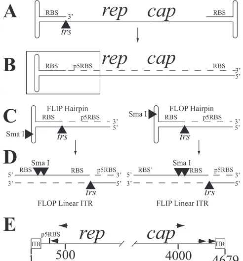FIG. 1. AAVS1(integration zone) are indicated. (B) Expanded view of bases 1 to 2100,with both strands indicated
