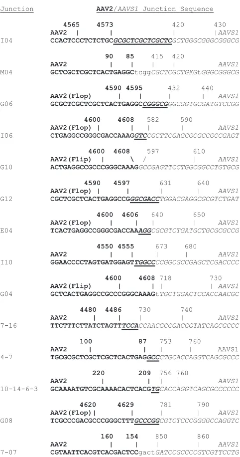 FIG. 3. AAV2-AAVS1quences are shown in bold type.sequences are in lowercase. Regions of microhomology are under- junctions from HeLaJW cells