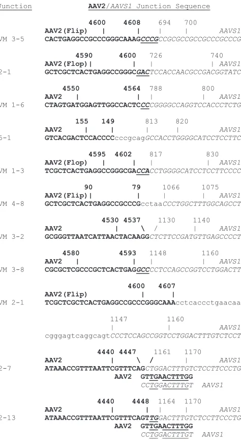 FIG. 5. AAV2-AAVS1AAV2 sequences are shown in bold type.italics. Other sequences are in lowercase