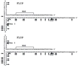 FIG. 6. Mapping of AAV2-AAVS1of the genome are shown. Narrow arrowheads indicate the breakpoints (estimated for microhomology junctions)