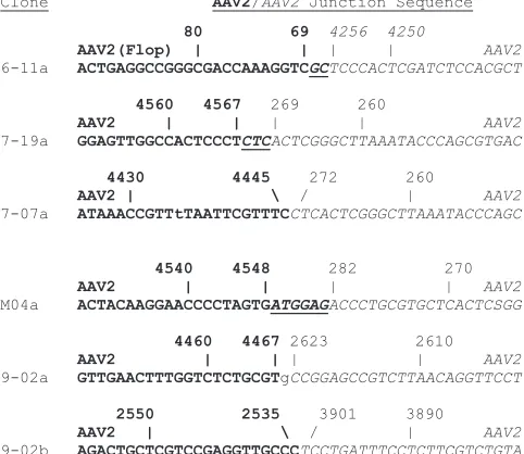 FIG. 7. AAV2-AAV2 junctions. AAV2 sequences upstream of thejunction are shown in bold type