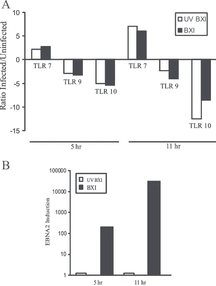 FIG. 2. EBV induces TLR7. EBV infection induces TLR7 but re-presses TLR9 and -10 expression in naive B cells