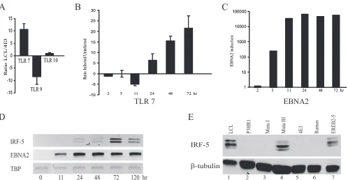 FIG. 5. EBV ameliorates negative growth effects following over-stimulation of TLR7. Naive primary B cells were infected with EBV in